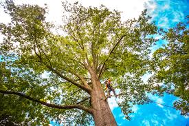 Best Tree and Shrub Care  in Poncha Springs, CO