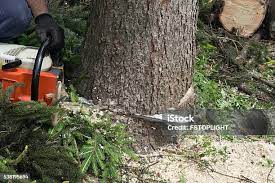 Best Tree Trimming and Pruning  in Poncha Springs, CO