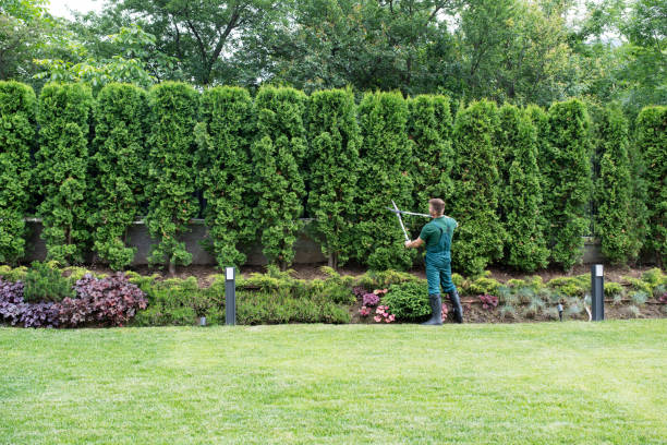 Best Tree Mulching Services  in Poncha Springs, CO