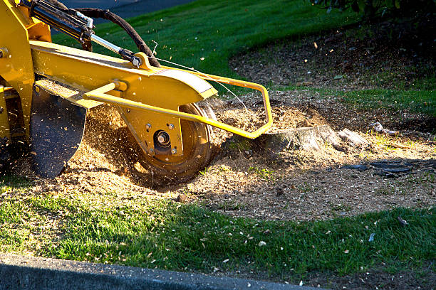 Why Choose Our Tree Removal Services in Poncha Springs, CO?