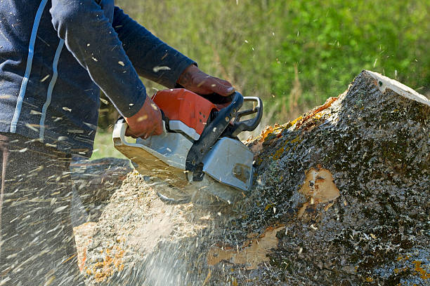 Best Palm Tree Trimming  in Poncha Springs, CO